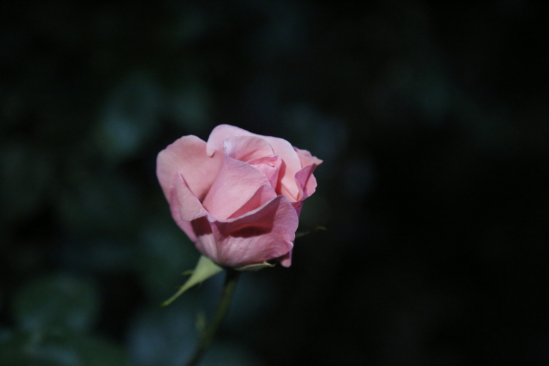 月移花影动 疑是玉人来(摄影:胡晓亮)