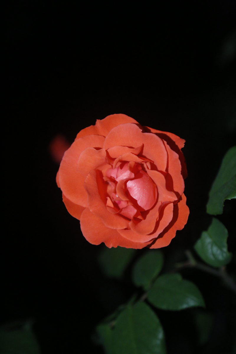 月移花影动 疑是玉人来(摄影:胡晓亮)