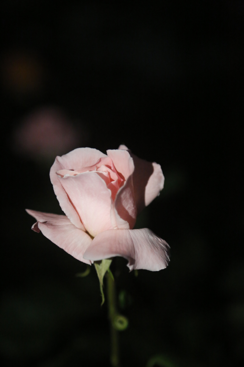 月移花影动 疑是玉人来(摄影:胡晓亮)