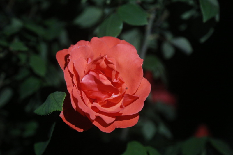 月移花影动 疑是玉人来(摄影:胡晓亮)