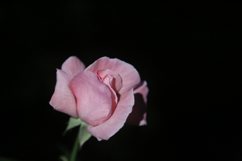 月移花影动 疑是玉人来(摄影:胡晓亮)