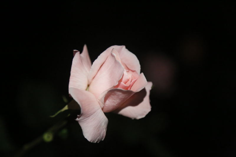 月移花影动 疑是玉人来(摄影:胡晓亮)