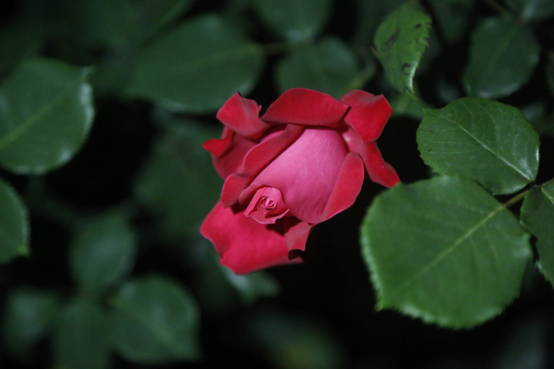 月移花影动 疑是玉人来(摄影:胡晓亮)