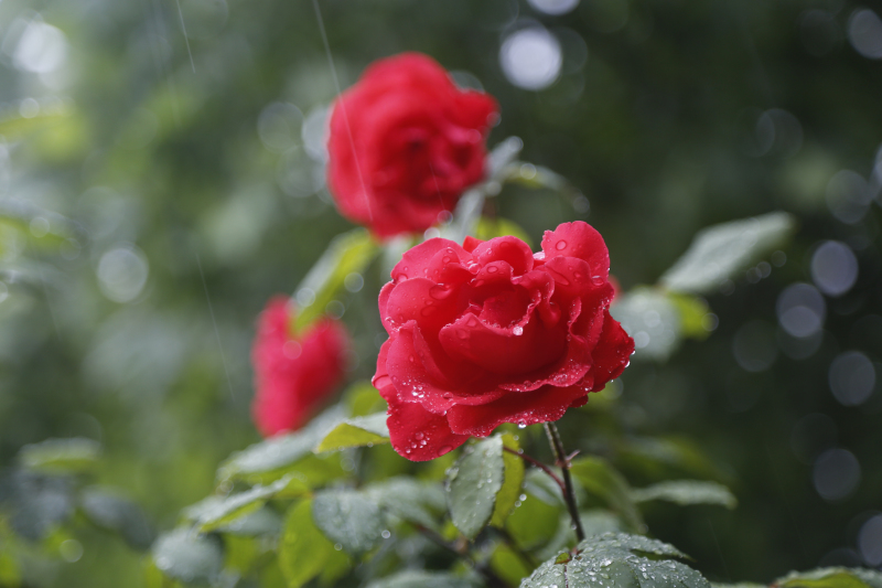 月季带雨浓(摄影:胡晓亮)