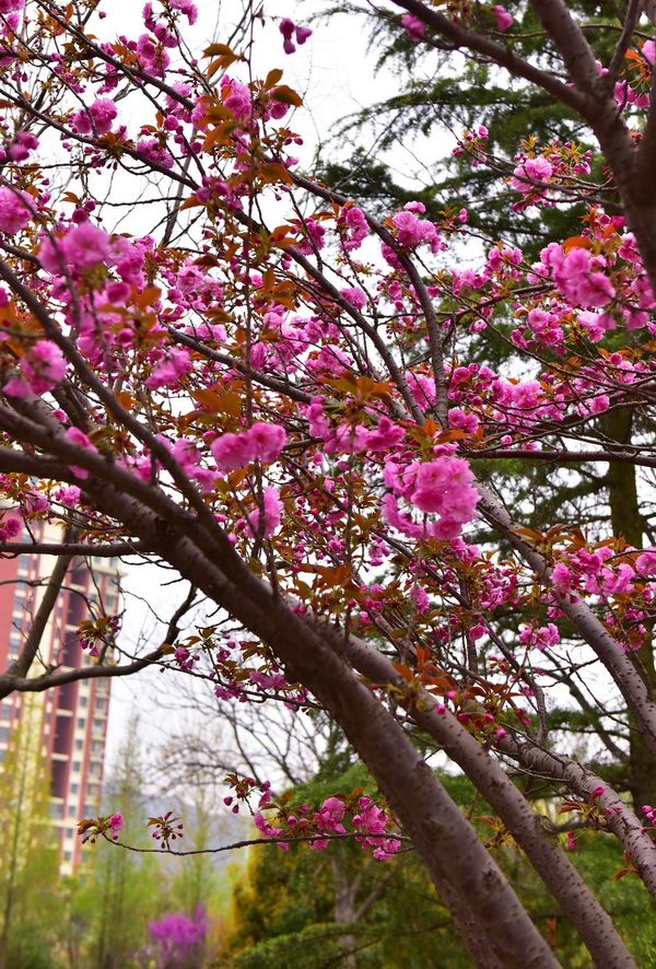 春暖花开（摄影：季俊立）