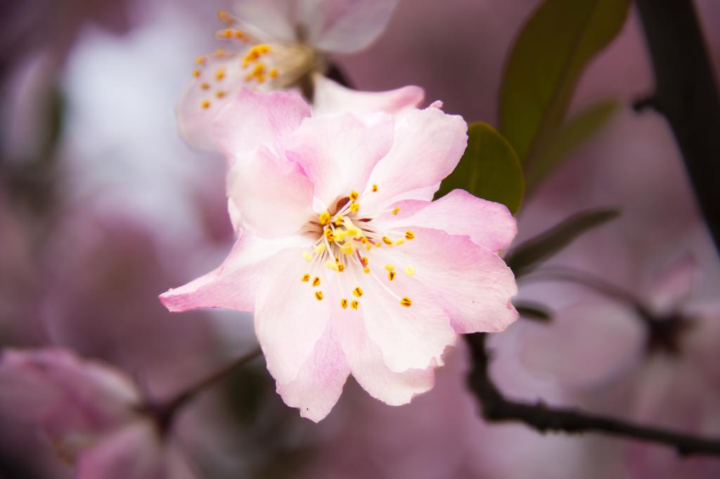 百花盛开 似锦海棠（摄影：孙农亮）