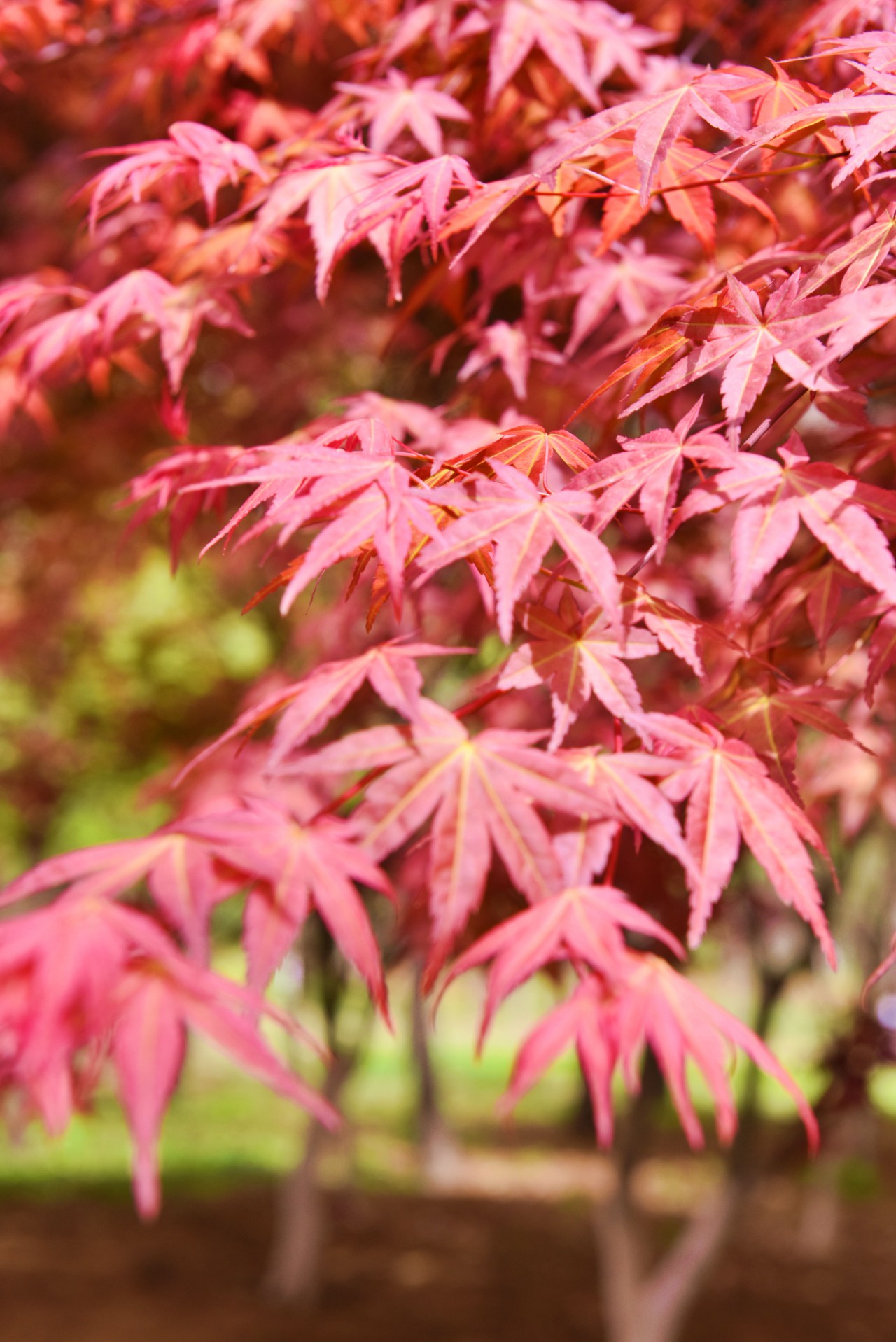 百花齐放春满园（摄影：张瑜）