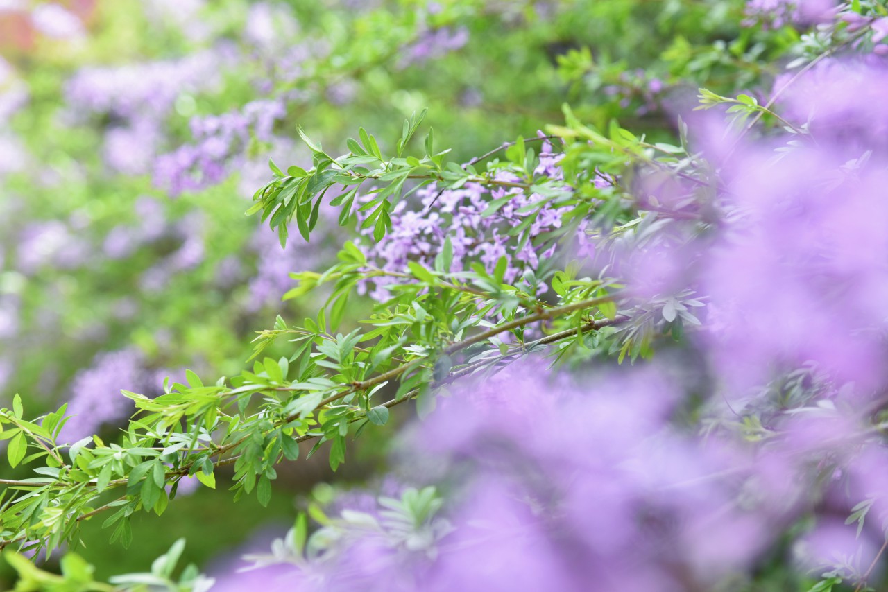 百花齐放春满园（摄影：张瑜）