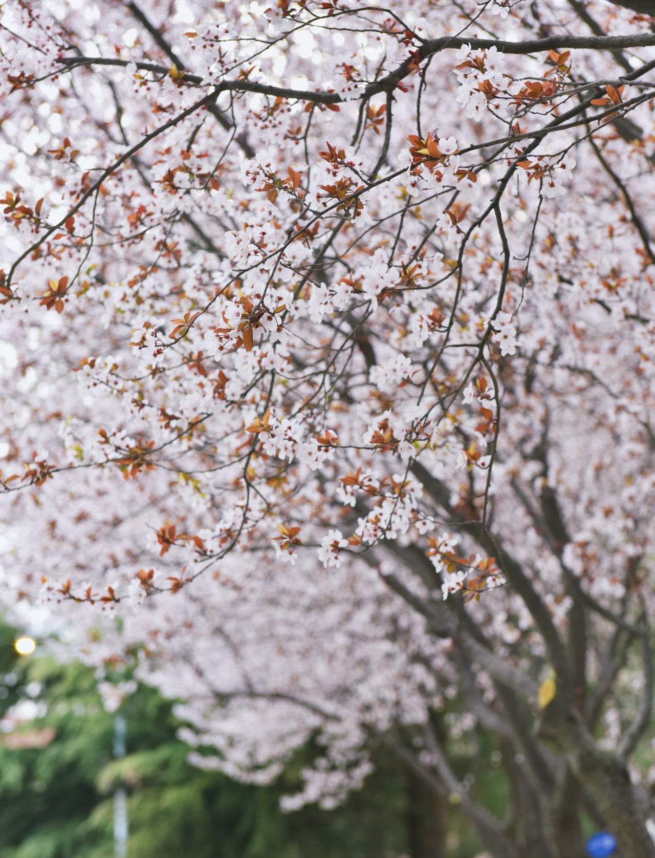 春满校园竞芳菲（摄影：张瑜）