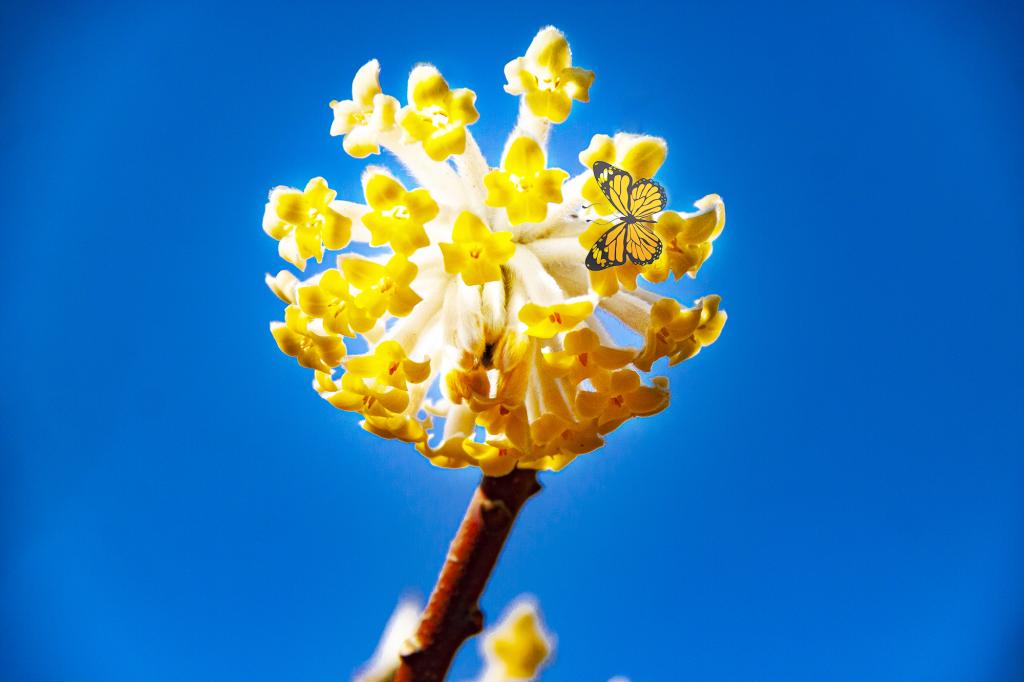 百花盛开 橘色结香（摄影：孙农亮）