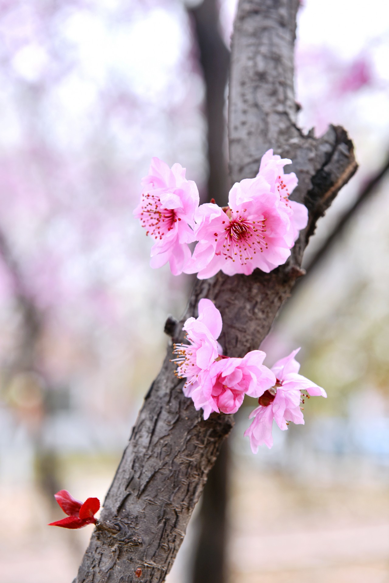 春满校园竞芳菲（摄影：张瑜）