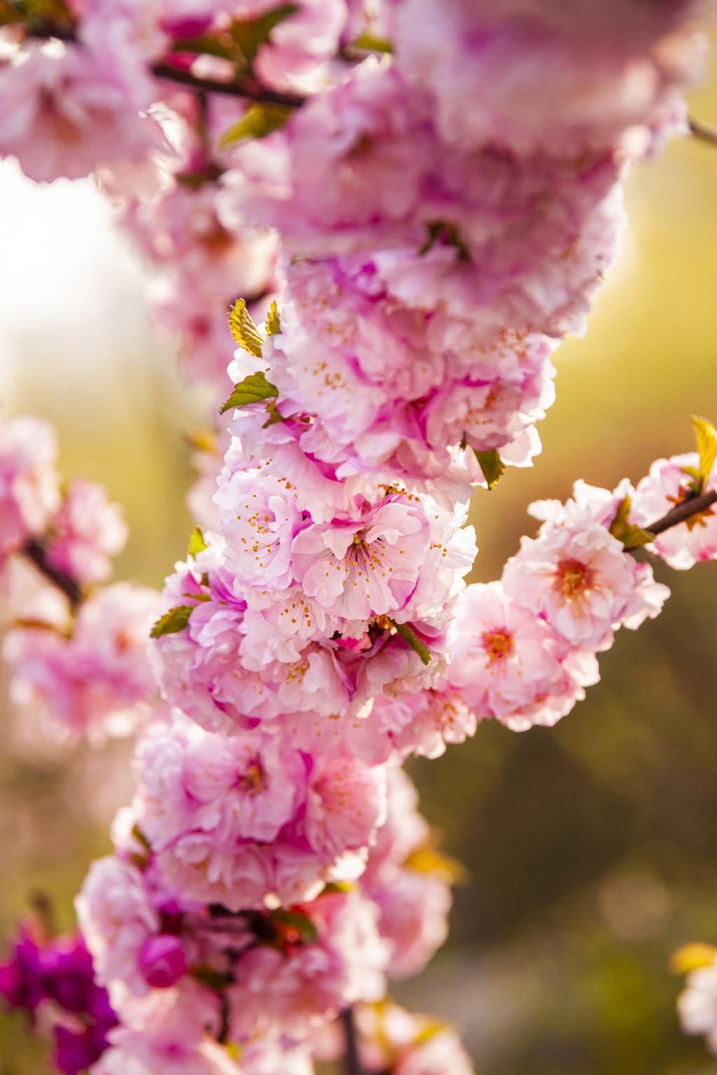 百花盛开 告春梅花（摄影：孙农亮）