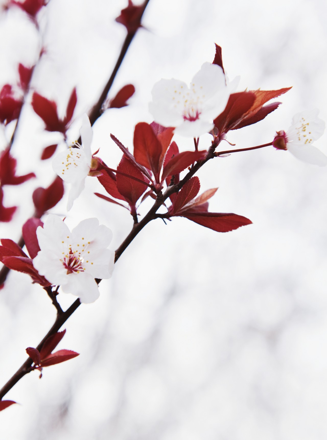 春满校园竞芳菲（摄影：张瑜）