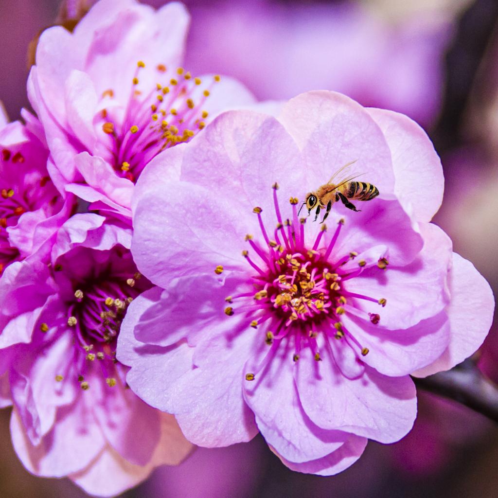 百花盛开 告春梅花（摄影：孙农亮）