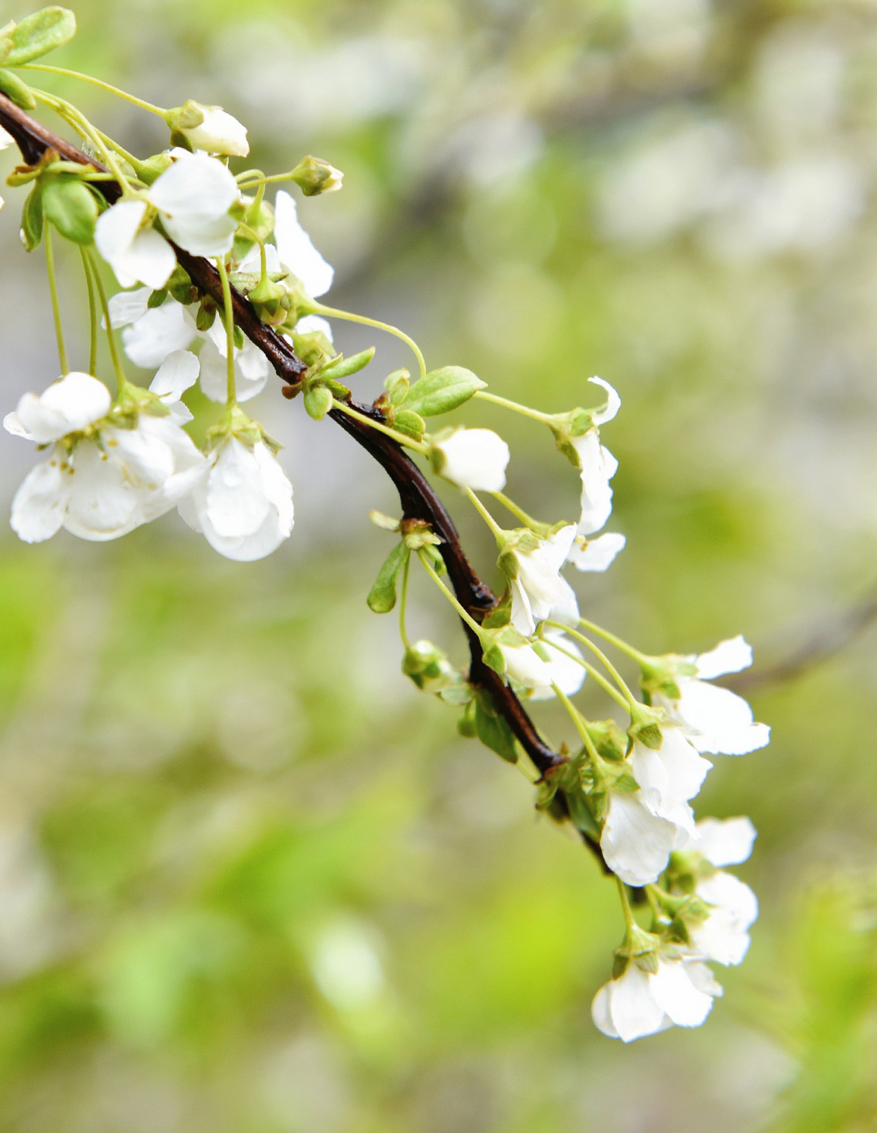 春满校园竞芳菲（摄影：张瑜）