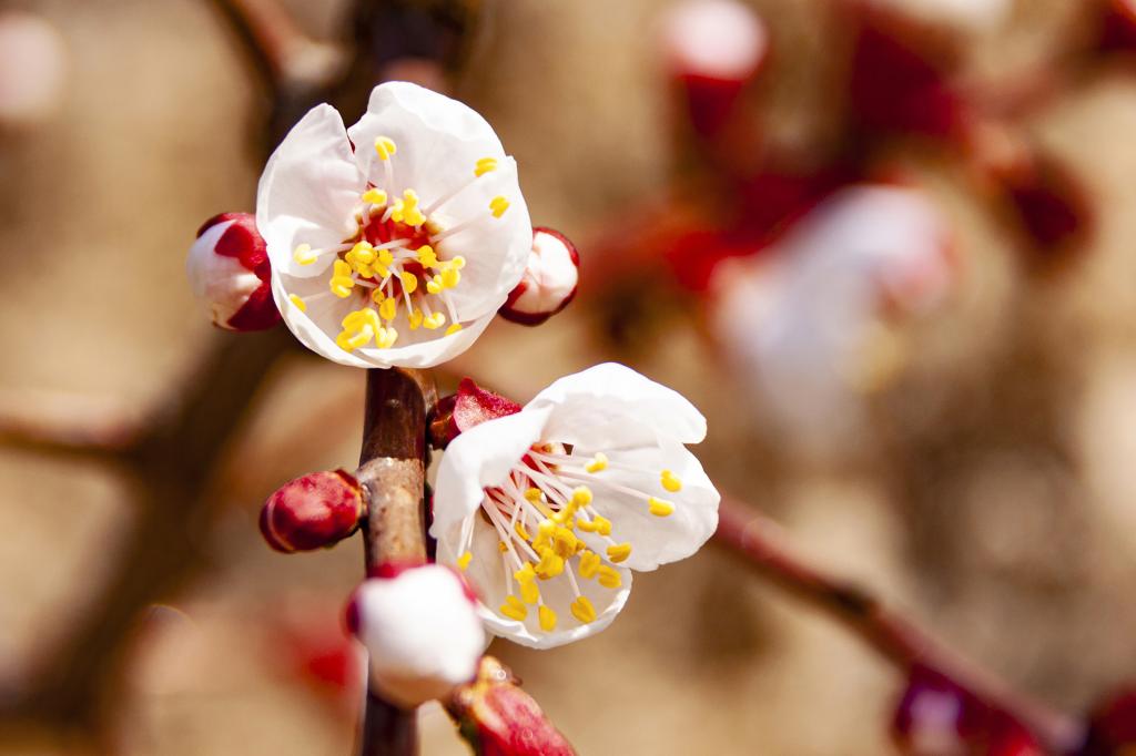 百花盛开 洁白杏花（摄影：孙农亮）