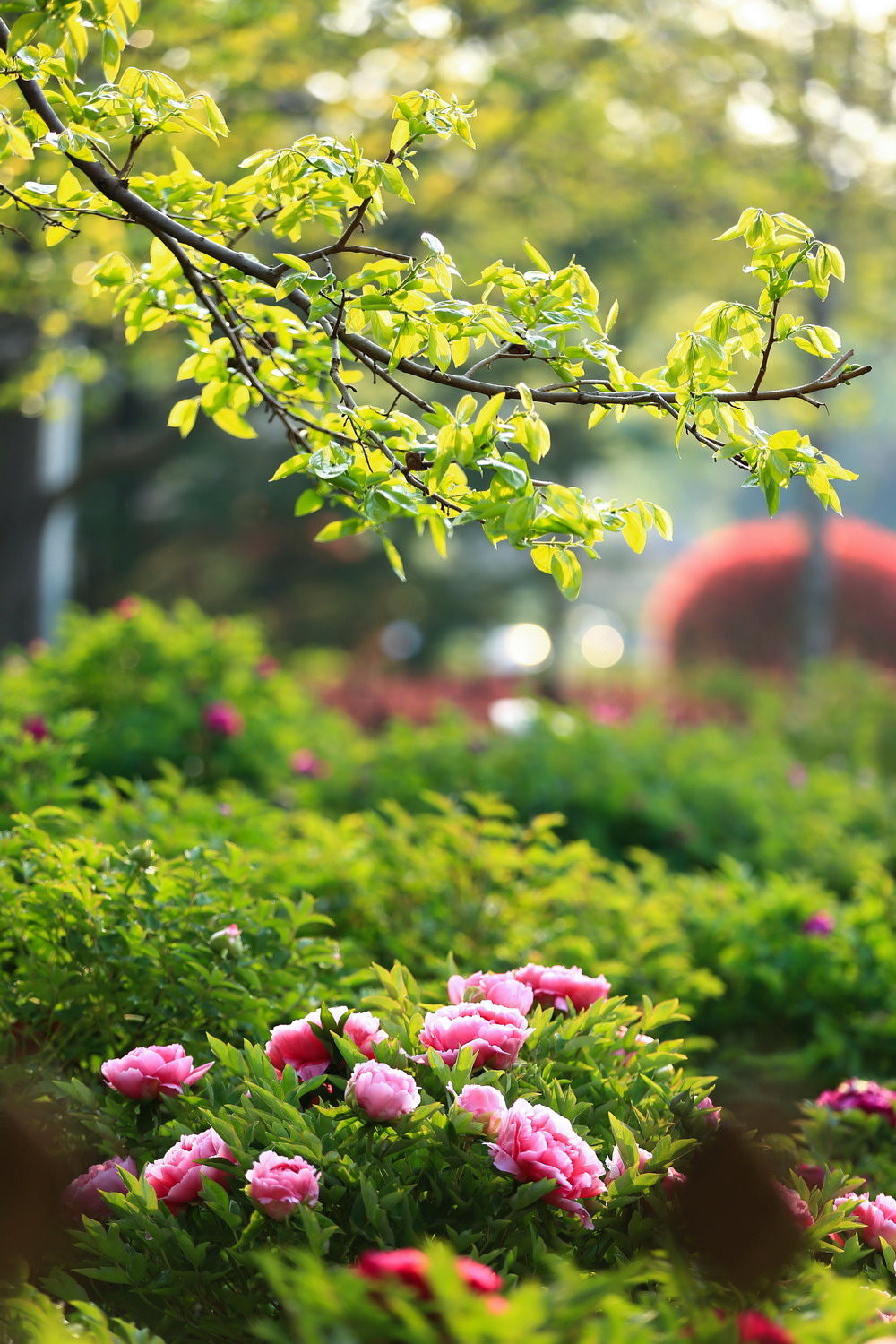 花开时节动校园（摄影：张兴华）