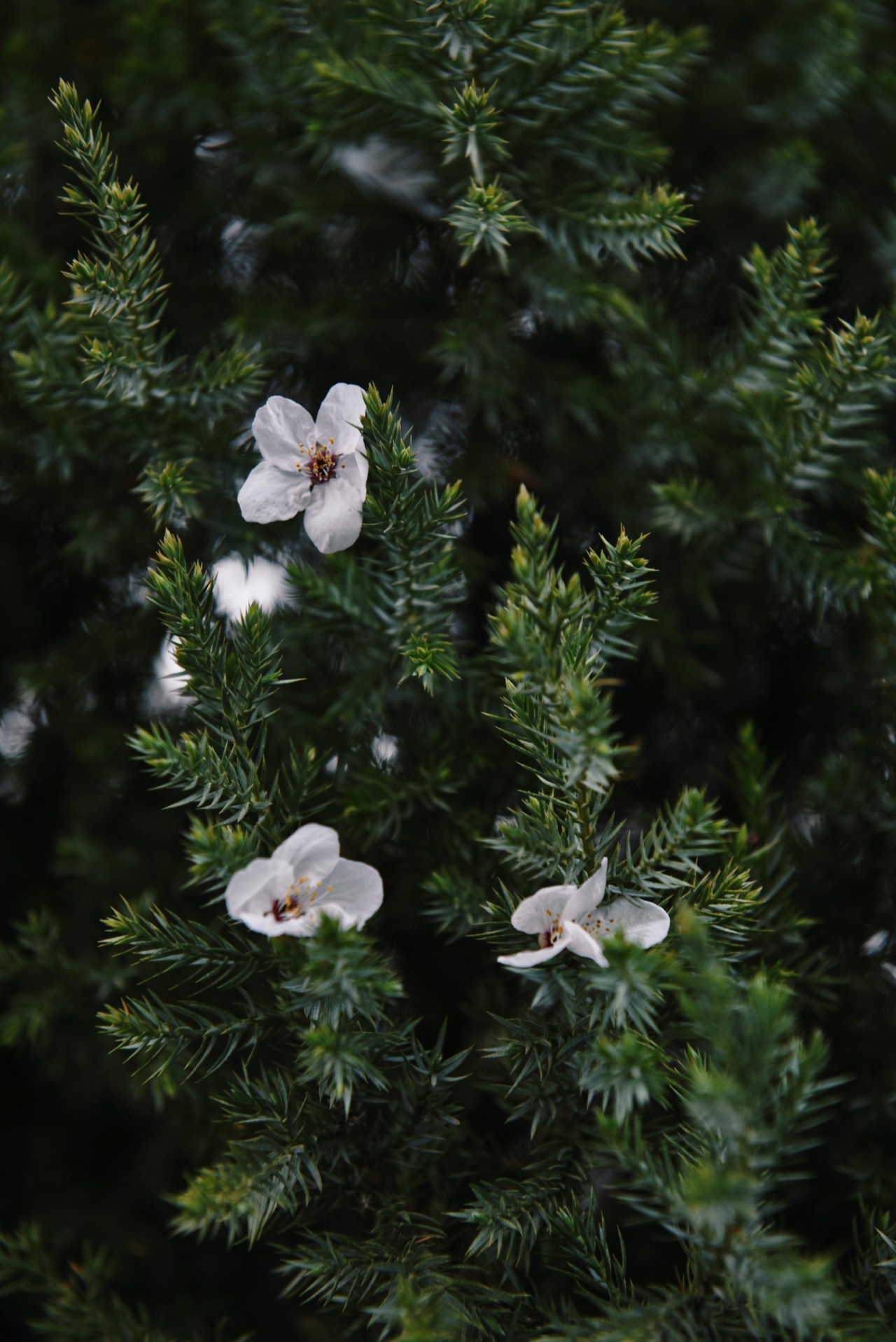 春满校园竞芳菲（摄影：张瑜）