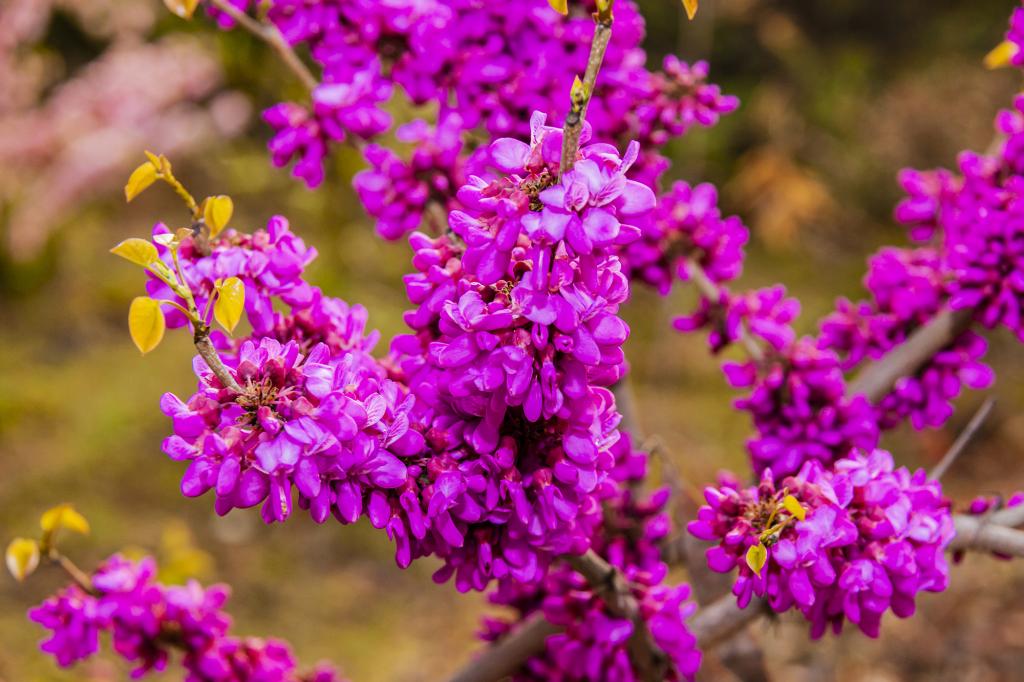 百花盛开 春浓紫荆（摄影：孙农亮）