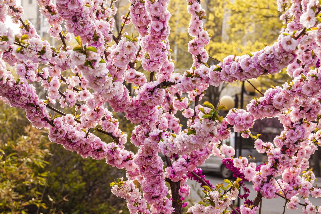 百花盛开 告春梅花（摄影：孙农亮）