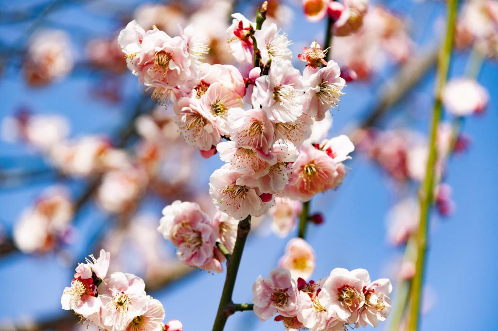 百花盛开 告春梅花（摄影：孙农亮）