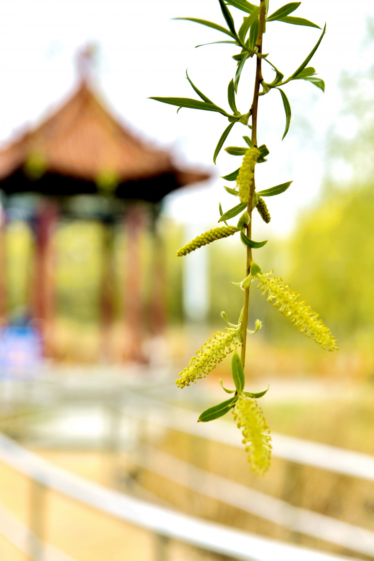 春满校园竞芳菲（摄影：张瑜）