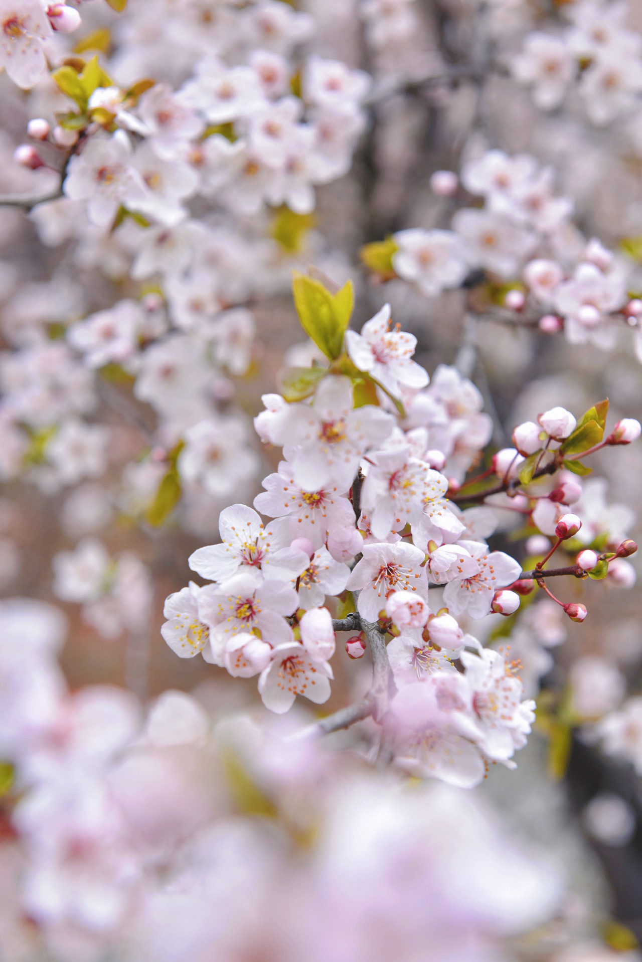 春满校园竞芳菲（摄影：张瑜）