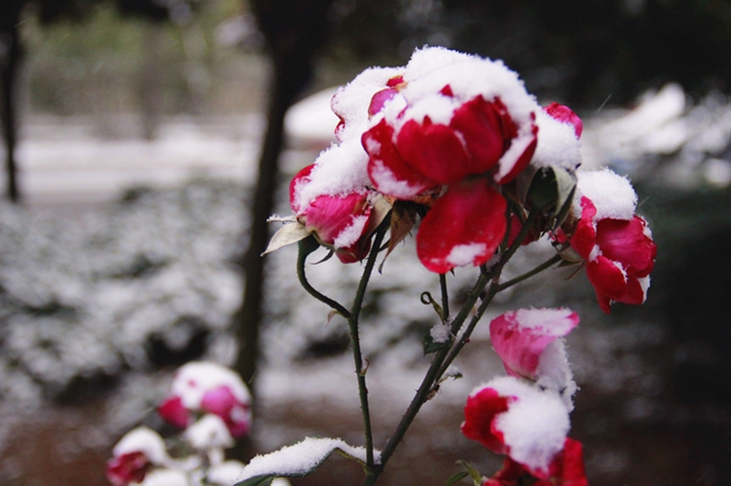 校园初雪（摄影：朱江）