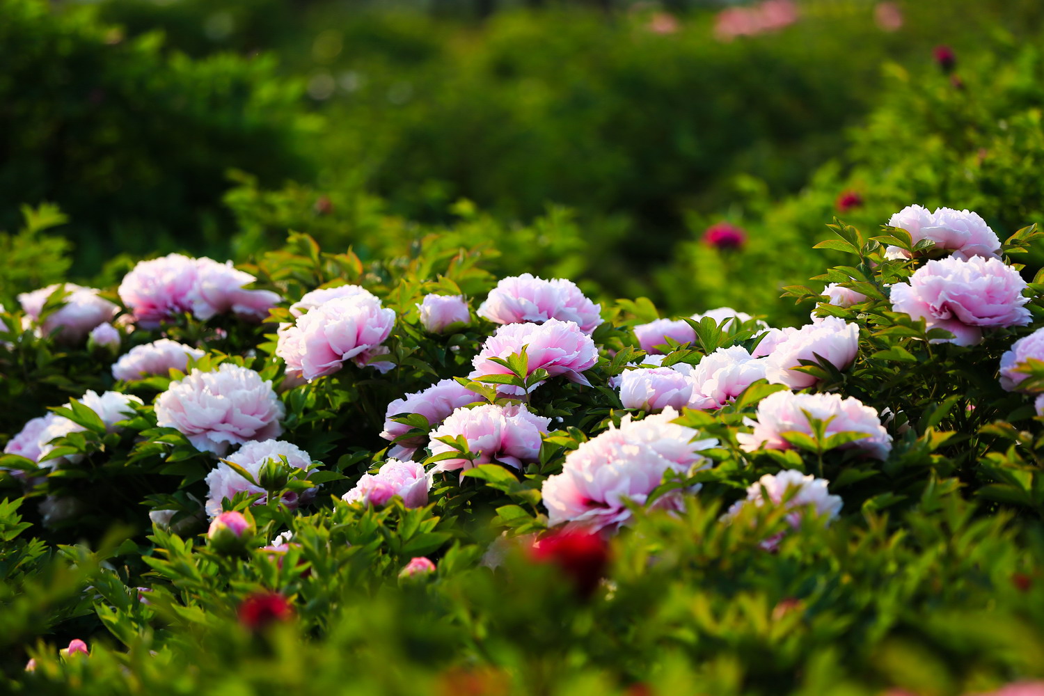 花开时节动校园（摄影：张兴华）